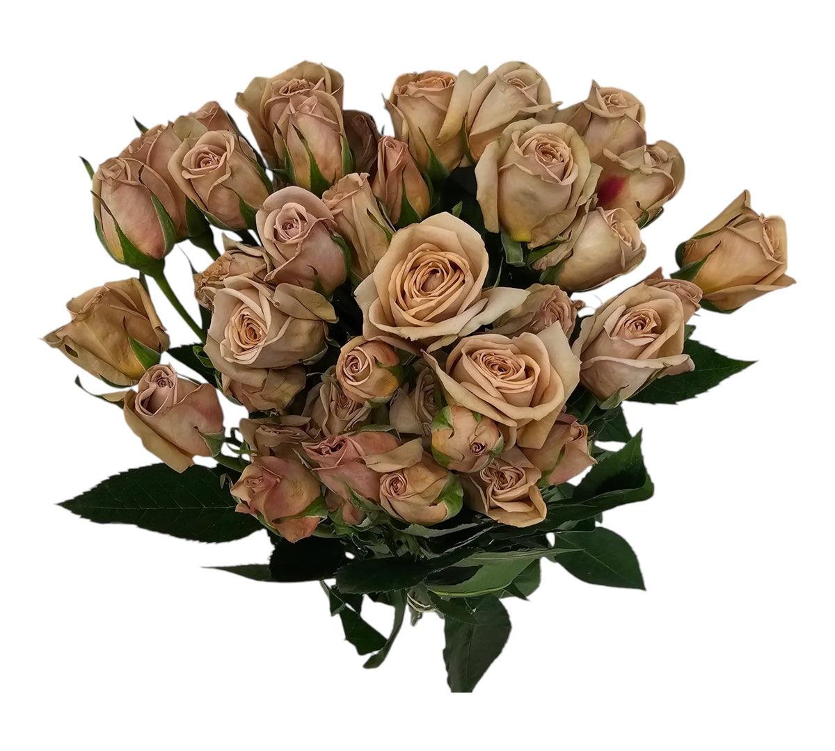 Sand Cafe Latte Spray Rose