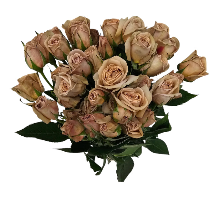 Sand Cafe Latte Spray Rose