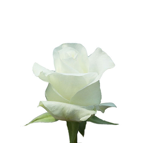 White Akito Rose - 50 cm
