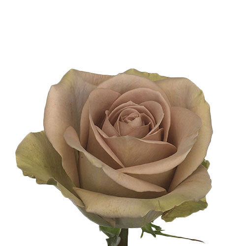 Lavender Amnesia Rose - 40 cm