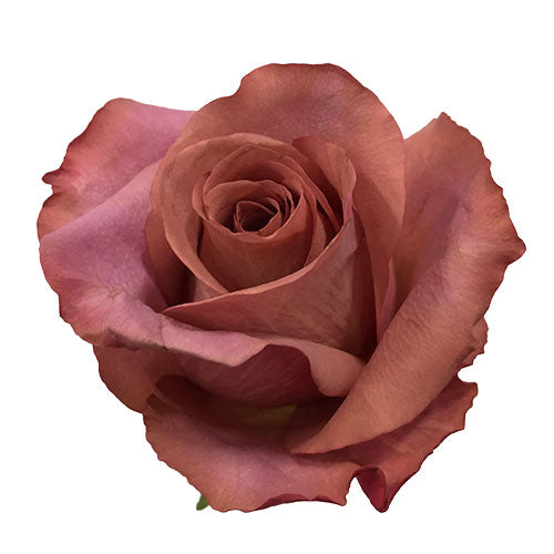 Brown Barista Rose - 50 cm
