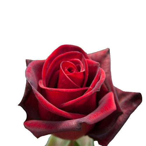 Red Black Magic Rose - 50 cm