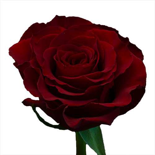 Red Black Pearl Rose - 60 cm