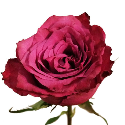 Lavender Blueberry Rose - 50 cm