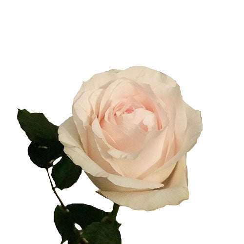 Light Pink Bridal Akito Rose - 50 cm