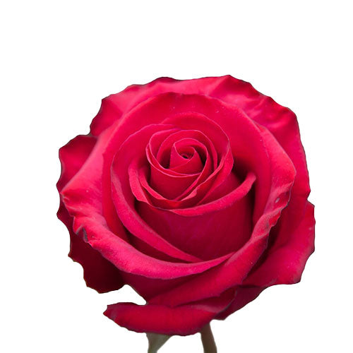 Hot Pink Cherry O Rose - 50 cm