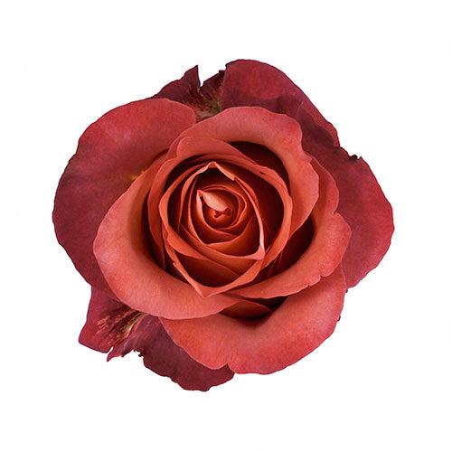 Brown Coffee Break Rose - 50 cm