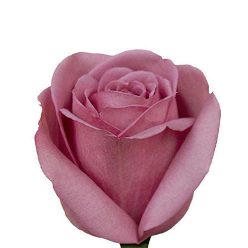 Lavender Coolwater Rose - 40 cm