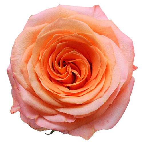 Coral Reef Rose - 50 cm