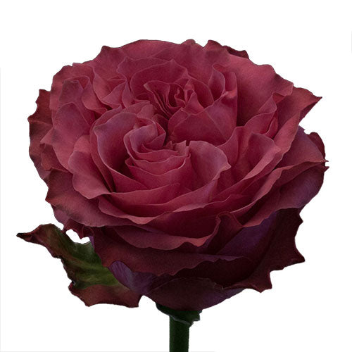 Lavender Country Blues Rose