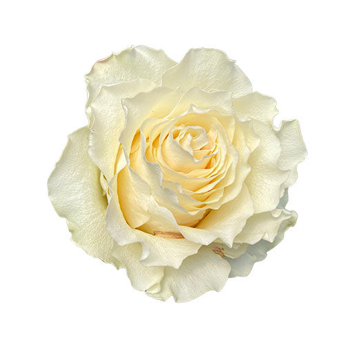 Vanilla Cream Carpe Diem Rose