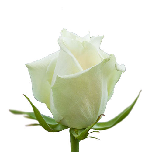 White Escimo Rose