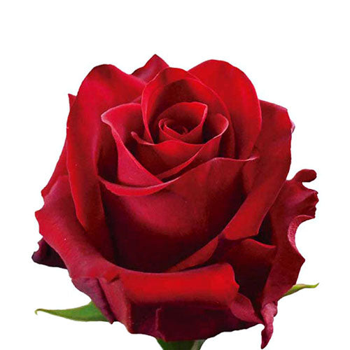 Red Explorer Rose - 40 cm