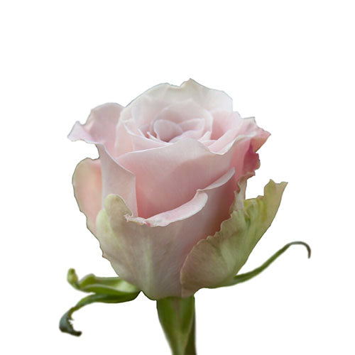 Lavender Faith Rose - 40 cm