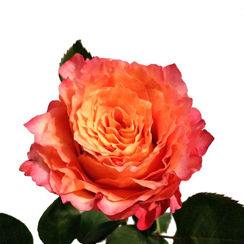 Orange Free Spirit Rose - 40 cm