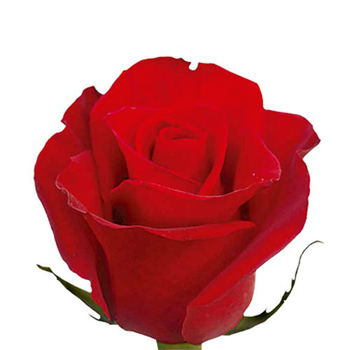 Red Freedom Rose