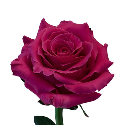 Hot Pink Full Monty Rose - 50 cm