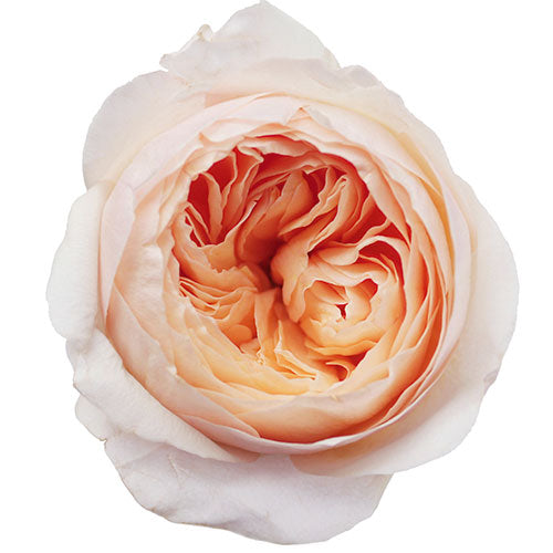 Peach Juliet (D. Austin) Garden Rose