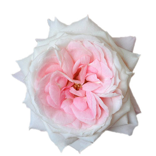 Pink Mayra Garden Rose - Default Title