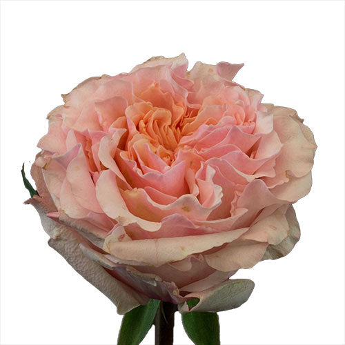 Peach Mayra Garden Rose - Default Title