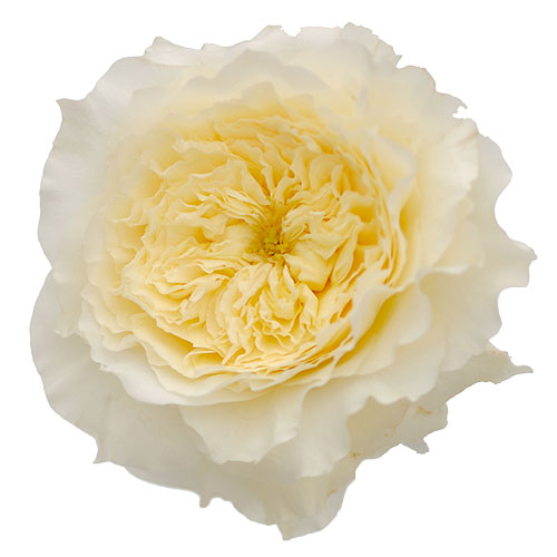 Cream Patience (D. Austin) Garden Rose
