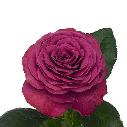 Yellow Moment Rose - 40 cm