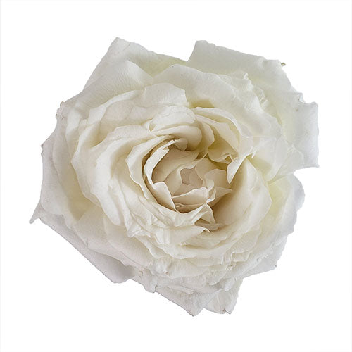 White Princess Miyuki Garden Rose