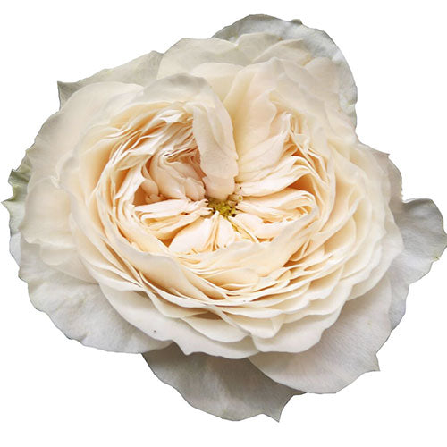 White Cloud Garden Rose