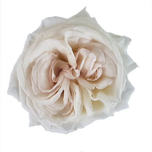 White O'Hara Garden Rose - 50 cm