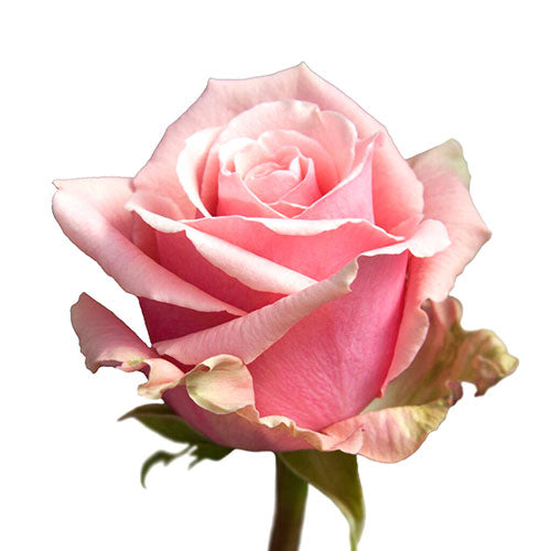 Pink Geraldine Rose - Default Title