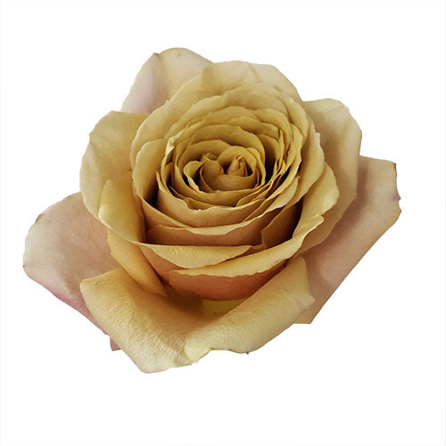 Brown Golden Mustard Rose - 50 cm