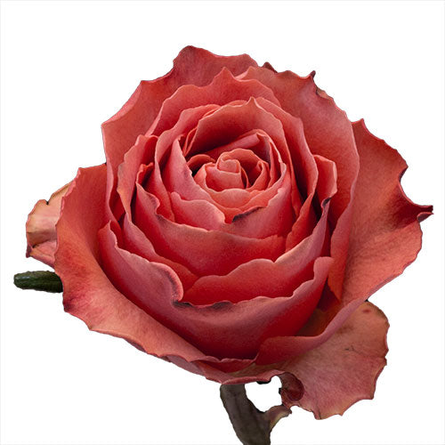 Hot Pink Carpe Diem Rose - 50 cm