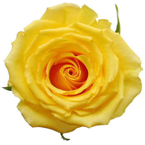 Yellow Idole Rose - 50 cm