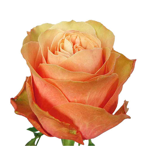 Peach Kahala Rose - 40 cm