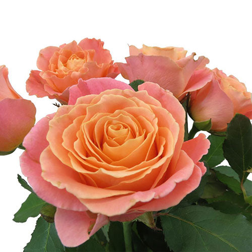 Coral/Pink- Miss Piggy Rose - Default Title