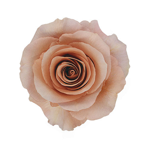 Brown Moab Rose - 70 cm