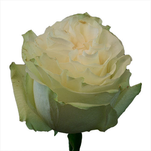 White Moonstone Rose - 60 cm