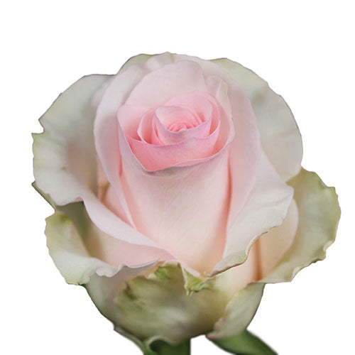 Light Pink Nena Rose - 50 cm