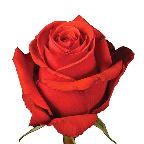 Orange Nina Rose - 60 cm