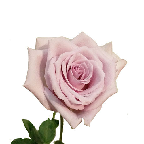 Lavender Ocean Song Rose - 40 cm