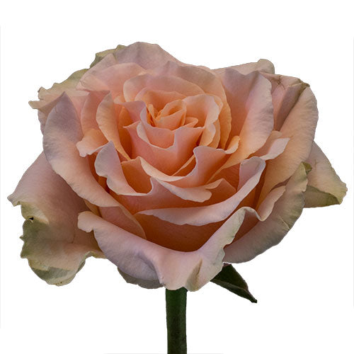 Peach Phoenix Rose - 50 cm