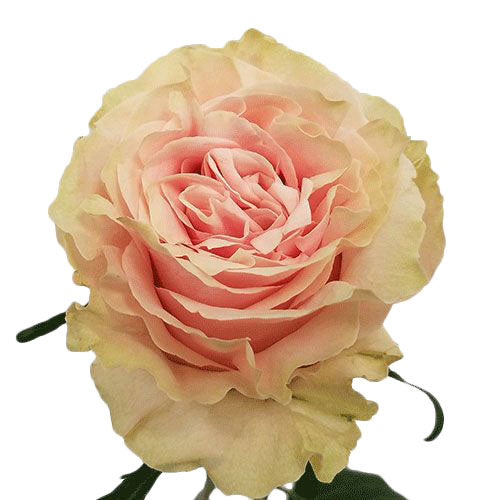 Pink Mondial Rose - 40 cm