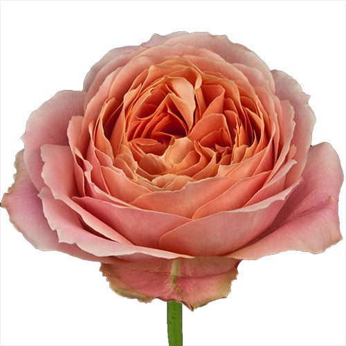 Pink Romantic Antike Garden Rose - 40 cm