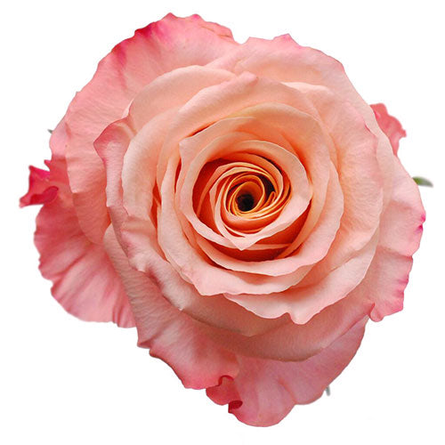 Peach Shimmer Rose - 50 cm