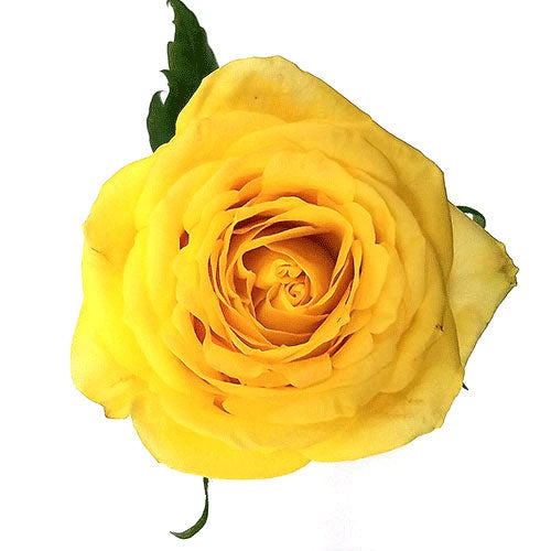 Yellow Stardust Rose - 40 cm