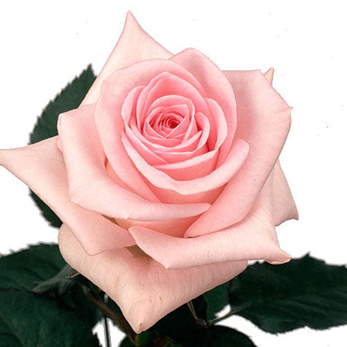 Light Pink Sweet Akito Rose - 40 cm
