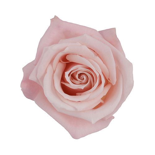 Light Pink Sweet Eskimo Rose - 50 cm