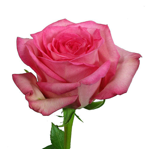 Pink Sweet Unique Rose - 50 cm