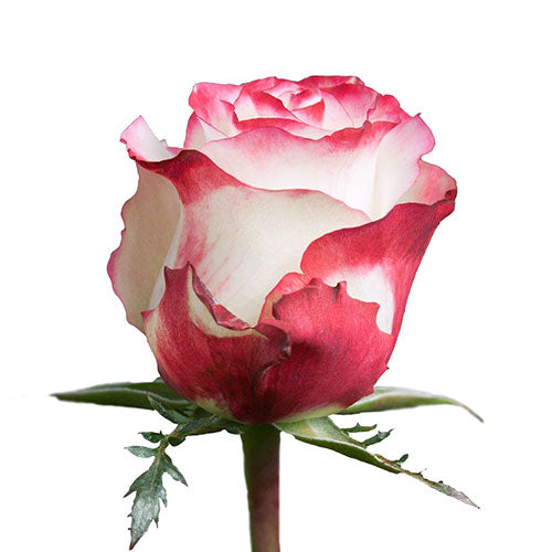 Pink Sweetness Rose - 50 cm