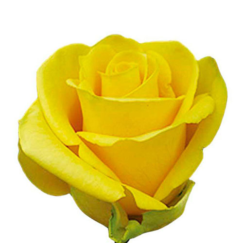 Yellow Tara Rose